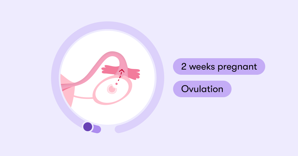 2 weeks pregnant Symptoms tips and baby development